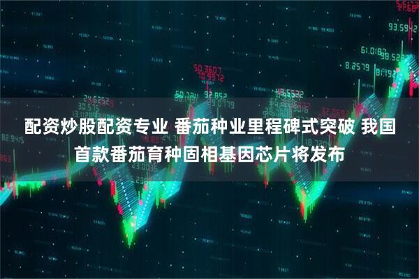 配資炒股配資專業 番茄種業里程碑式突破 我國首款番茄育種固相基因芯片將發布